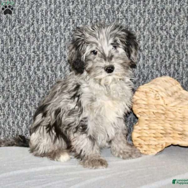 Parker, Portuguese Water Dog Mix Puppy